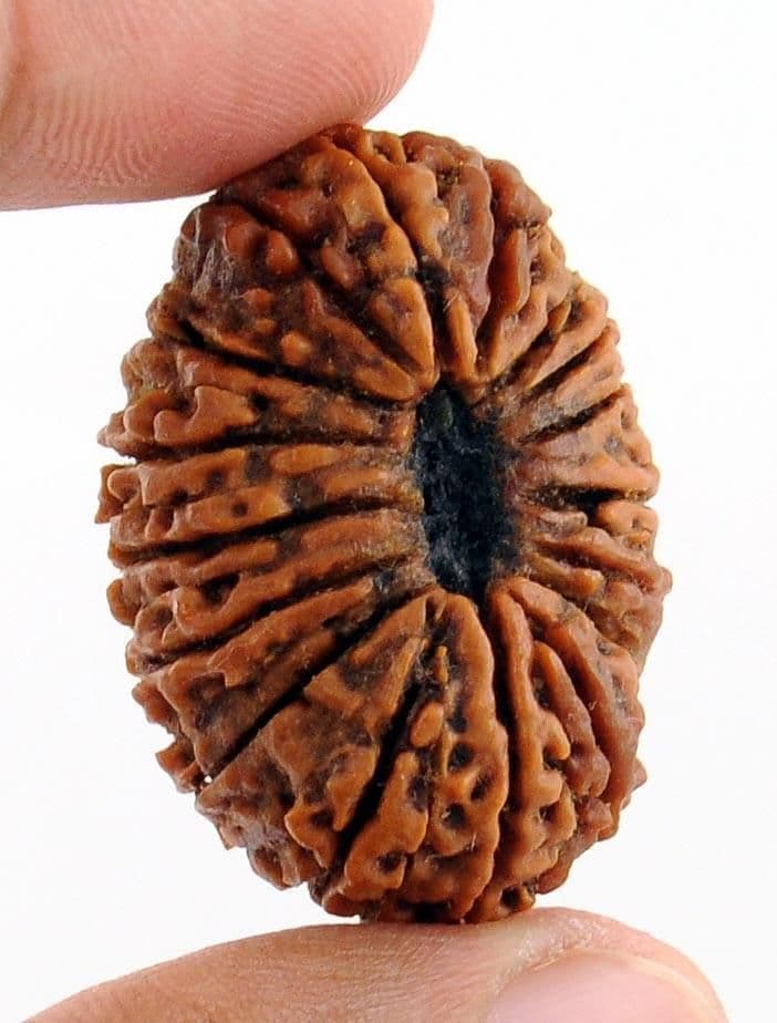 1 to 21 Mukhi