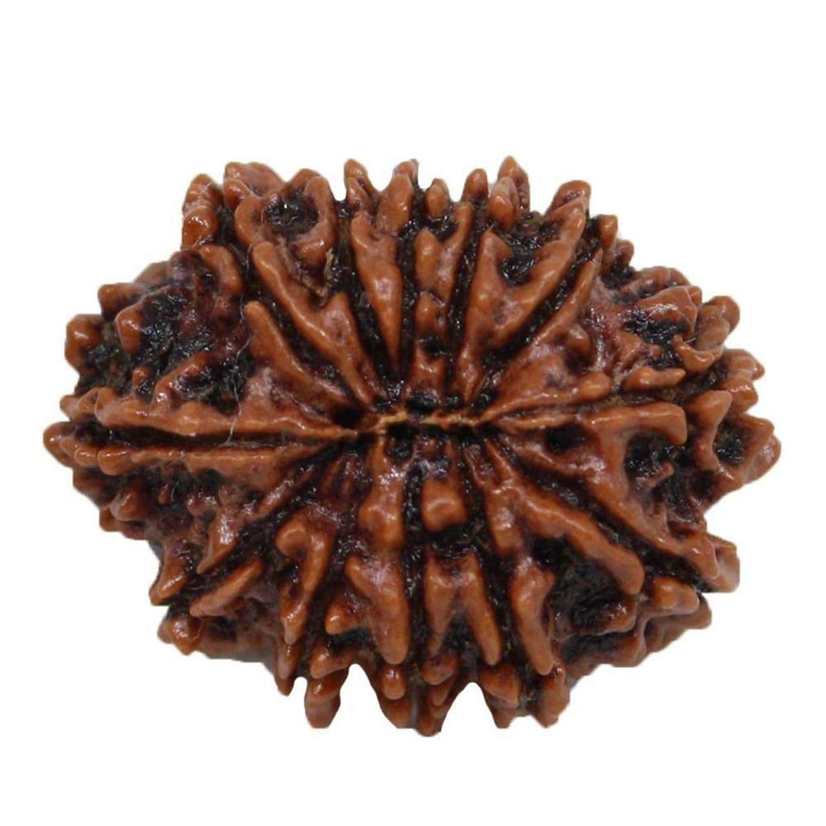 9 Mukhi Rudraksha