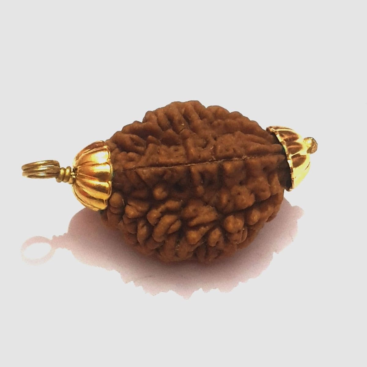 2 Mukhi Rudraksha