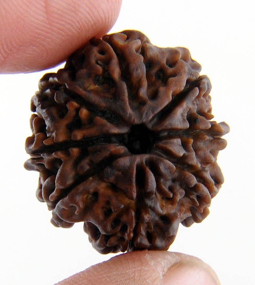 3 Mukhi Rudraksha