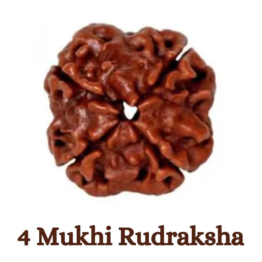 4 Mukhi Rudraksha