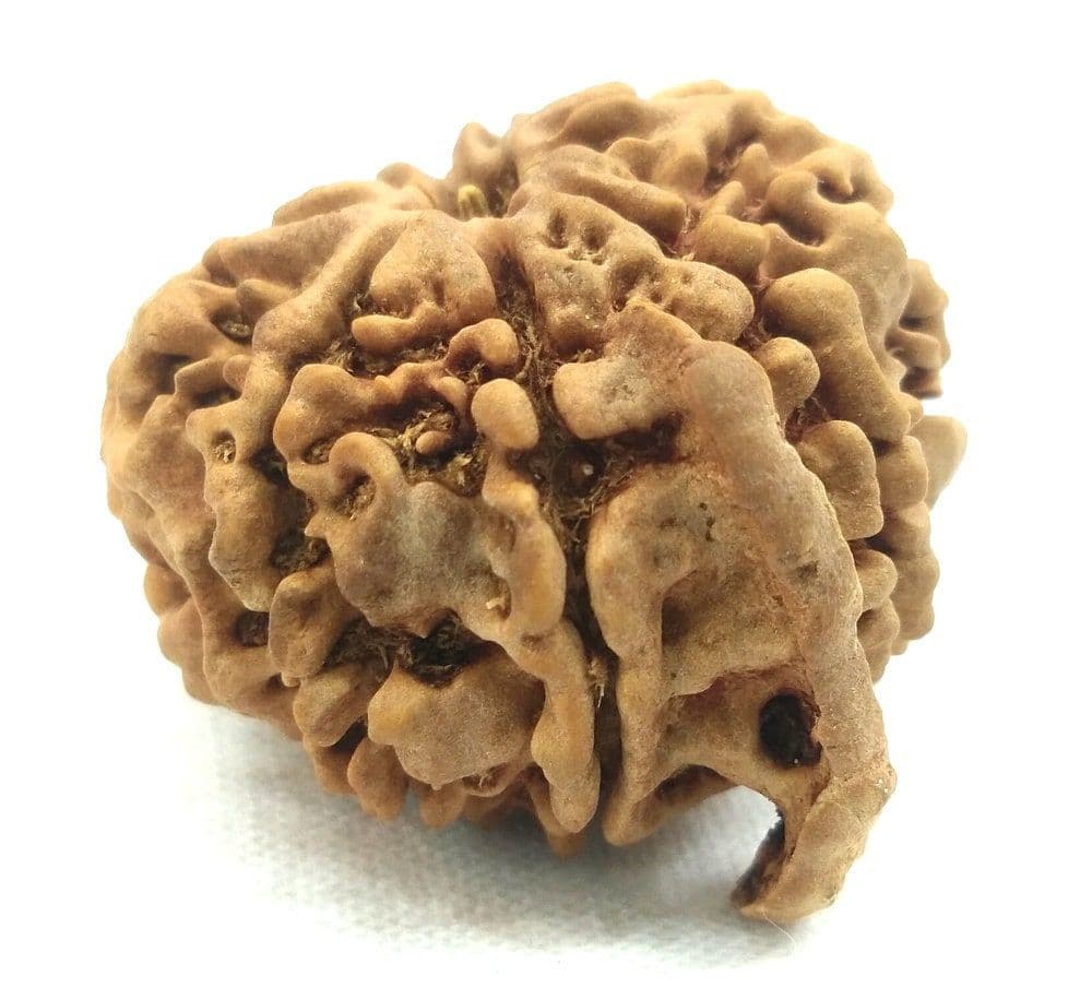 Ganesh Rudraksha (Nepali)