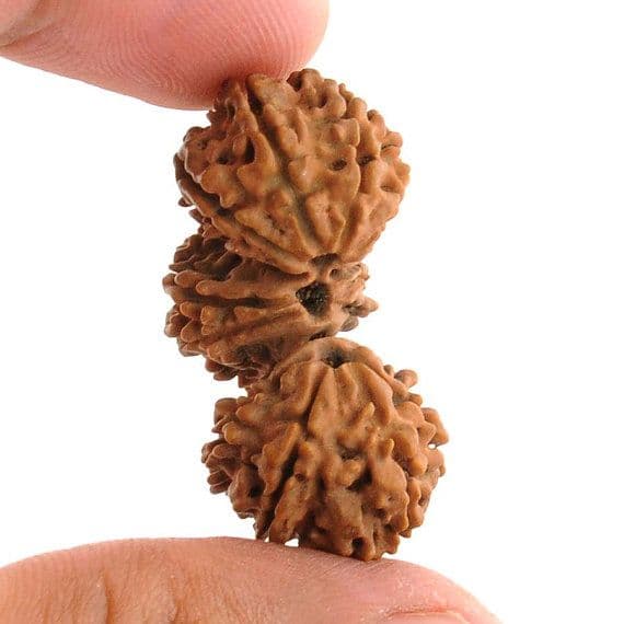 Trijuti Rudraksha