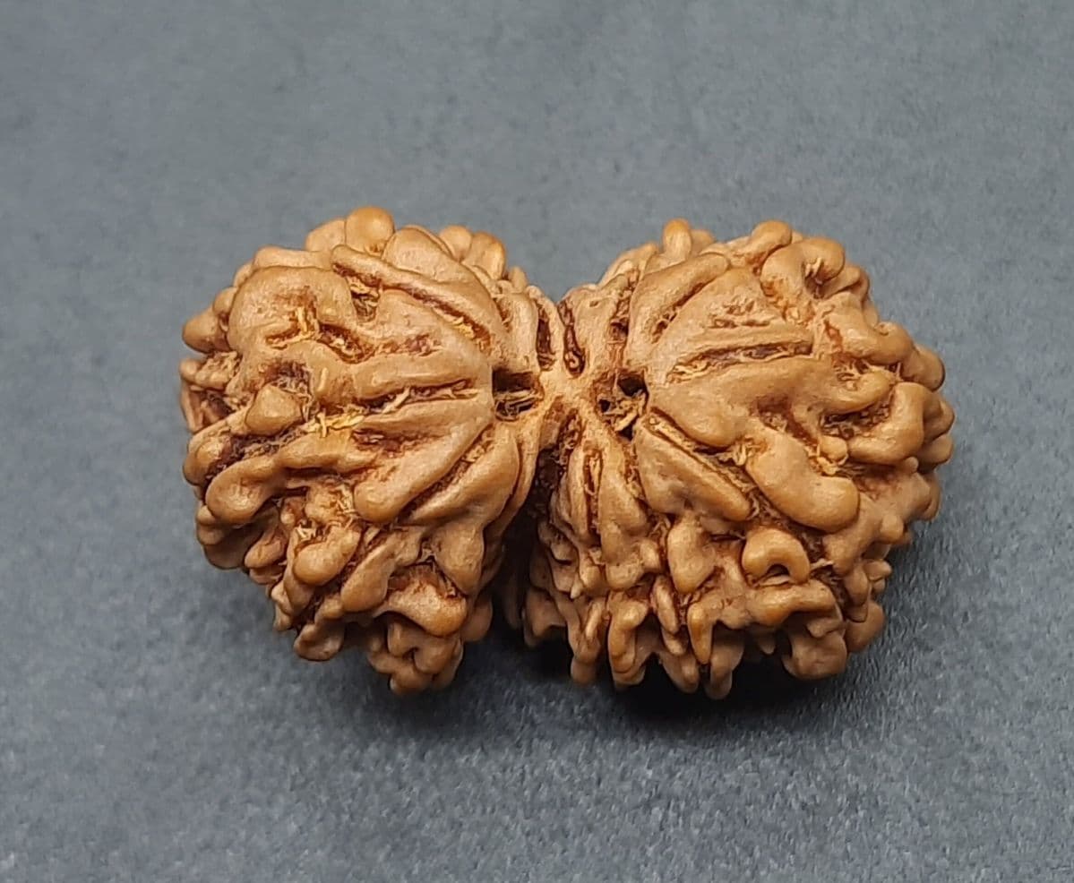 Gauri Sankar Rudraksha (Nepali)